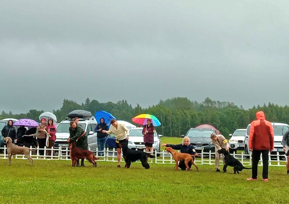 Radžiūnų aerodrome vyko Lietuvos kinologų draugijos organizuojamos tarptautinės šunų parodos