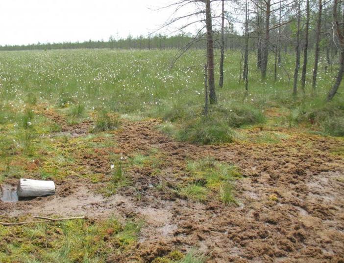 Parengtas naujas natūralių pievų ir ganyklų, pelkių ir šaltinynų specialiųjų žemės naudojimo sąlygų žemėlapių pakeitimo projektas