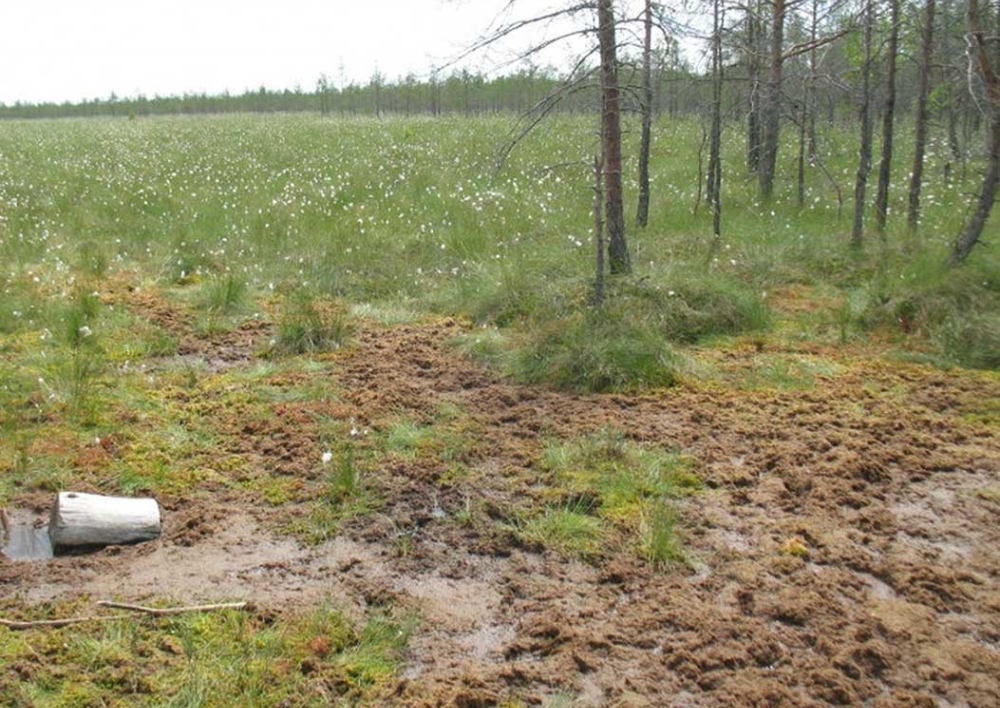 Parengtas naujas natūralių pievų ir ganyklų, pelkių ir šaltinynų specialiųjų žemės naudojimo sąlygų žemėlapių pakeitimo projektas