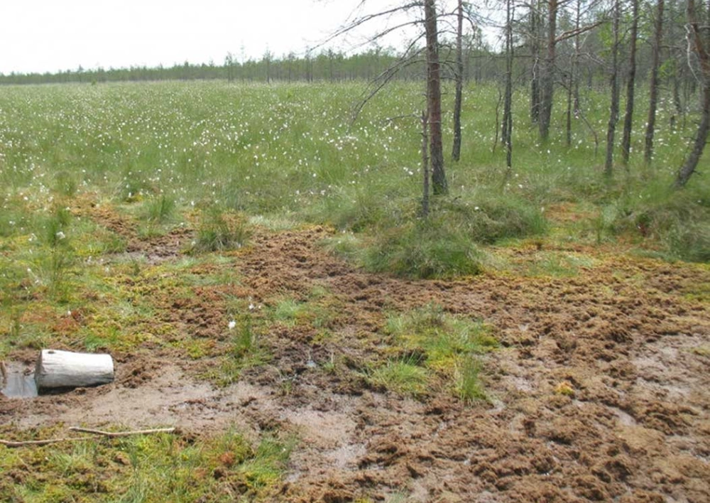 Parengtas naujas natūralių pievų ir ganyklų, pelkių ir šaltinynų specialiųjų žemės naudojimo sąlygų žemėlapių pakeitimo projektas