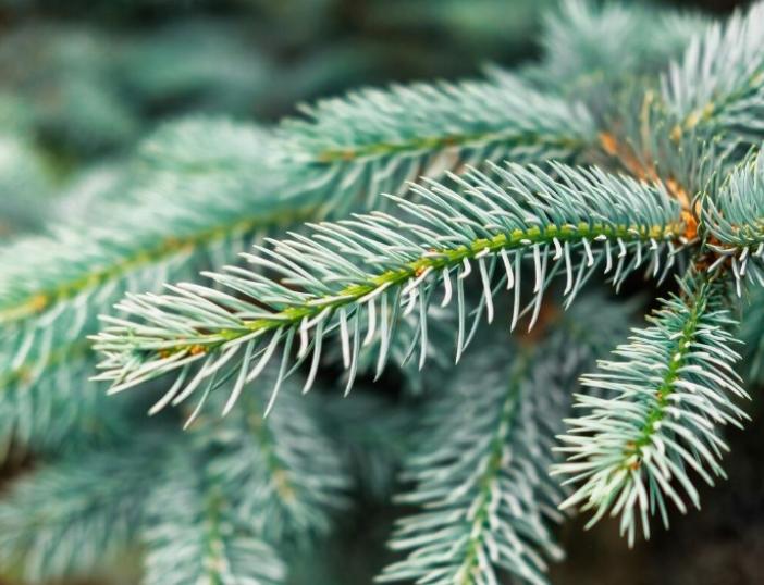 Kalėdų tradicija tęsiasi: miškininkai nemokamai dalins eglių ir pušų šakas